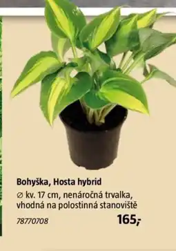 Bauhaus Bohyška, Hosta hybrid nabídka