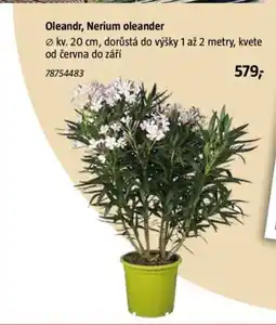 Bauhaus Oleandr, Nerium oleander nabídka