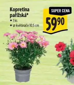 Albert Kopretina pařížská nabídka