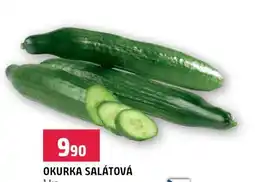 Terno OKURKA SALÁTOVÁ nabídka
