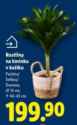 Lidl ROSTLINY NA KMÍNKU V KOŠÍKU nabídka