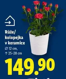Lidl Růže/kolopejka v keramice nabídka