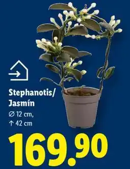 Lidl STEPHANOTIS/JASMÍN nabídka