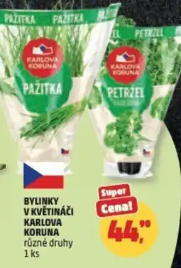 Penny Market Bylinky v květináči karlova koruna nabídka
