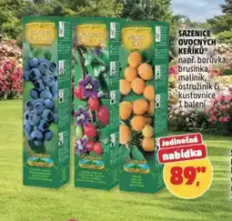 Penny Market Sazenice ovocných keříků nabídka