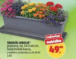 Penny Market Truhlík lobelia nabídka