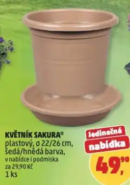 Penny Market Květník sakura nabídka