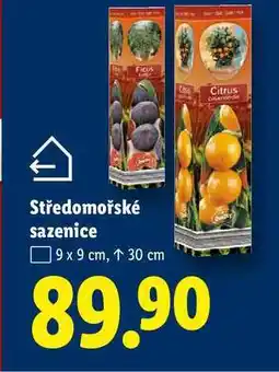 Lidl Středomořské sazenice, 9 x 9 cm nabídka