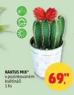 Penny Market Kaktus mix nabídka
