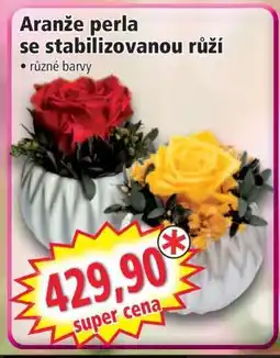 Norma Aranže perla se stabilizovanou růží nabídka