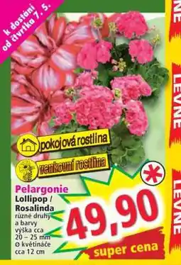 Norma Pelargonie Lollipop/Rosalinda nabídka