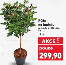 Kaufland Růže na kmínku nabídka