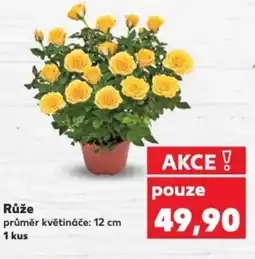 Kaufland Růže nabídka