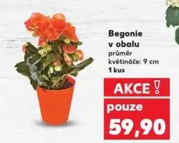 Kaufland Begonie v obalu nabídka