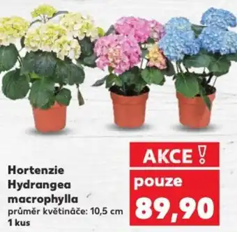 Kaufland Hortenzie Hydrangea macrophylla nabídka
