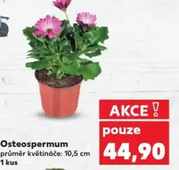 Kaufland Osteospermum nabídka