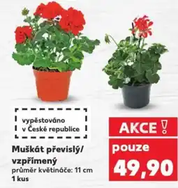 Kaufland Muškát převislý/ vzpřímený nabídka