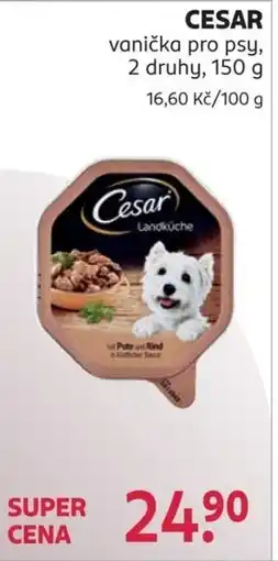 Rossmann CESAR vanička pro psy nabídka