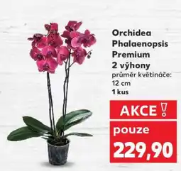 Kaufland Orchidea Phalaenopsis „Premium“ nabídka