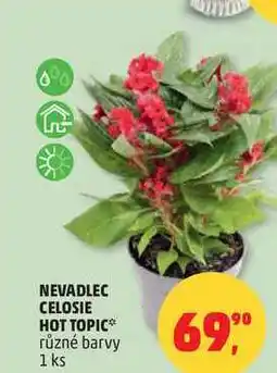 Penny Market NEVADLEC CELOSIE HOT TOPIC různé barvy, 1 ks nabídka