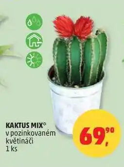 Penny Market KAKTUS MIX v pozinkovaném květináči, 1 ks nabídka