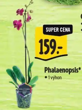 Albert Phalaenopsis nabídka