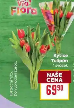 Billa Kytice Tulipán 1 svazek nabídka