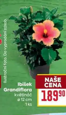 Billa Ibišek Grandiflora květináč Ø 12 cm 1ks nabídka