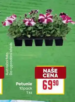 Billa Petunie 10pack 1 ks nabídka