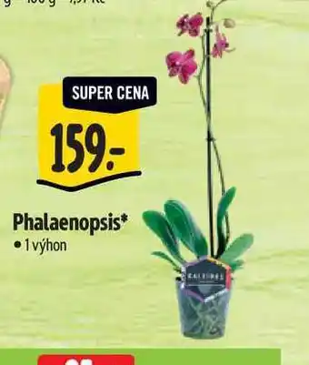 Albert Phalaenopsis 1 výhon nabídka