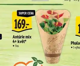 Albert Antúrie mix 4+ květ 1 ks nabídka