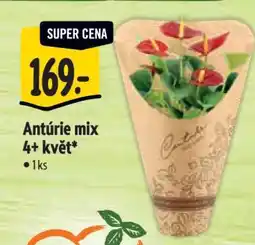 Albert Antúrie mix 4+ květ nabídka