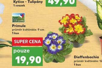 Kaufland Primule nabídka