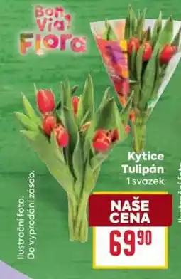 Billa Kytice Tulipán nabídka