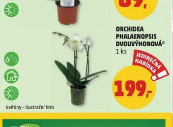 Penny Market Orchidea phalaenopsis nabídka
