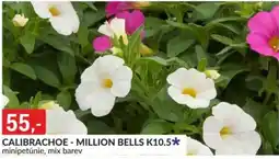 Baumax Calibrachoe-million bells k10.5 nabídka