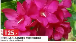 Baumax Nerium oleander mix druhů nabídka