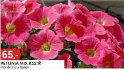 Baumax Petunia mix k12 nabídka