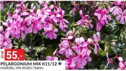 Baumax Pelargonium mix k11/12 nabídka