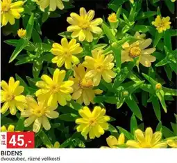 Baumax Bidens nabídka