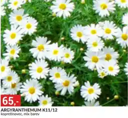 Baumax Argyranthemum k11/12 nabídka