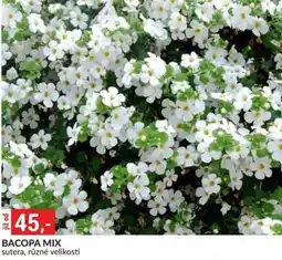 Baumax Bacopa mix nabídka
