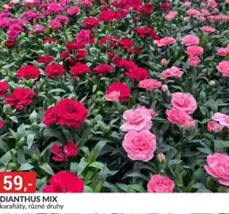 Baumax Dianthus mix nabídka