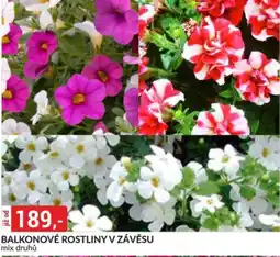 Baumax Balkonové rostliny v závěsu nabídka