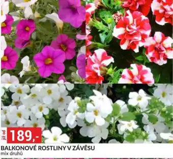 Balkonové rostliny v závěsu