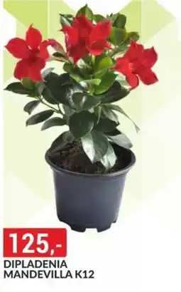 Baumax Dipladenia mandevilla k12 nabídka