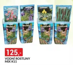 Baumax Vodní rostliny mix k11 nabídka