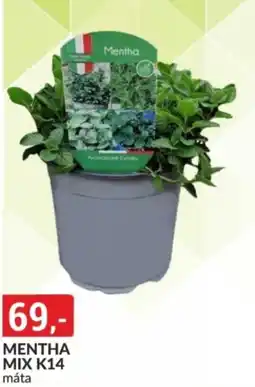 Baumax Mentha mix k14 máta nabídka