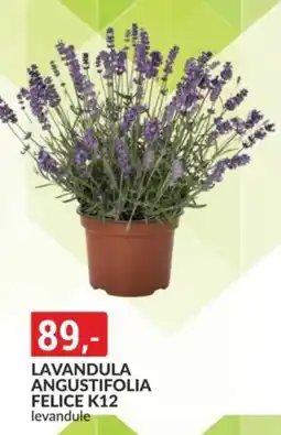 Baumax Lavandula angustifolia felice k12 levandule nabídka