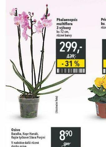 Globus Orchidea - phalaenopsis nabídka